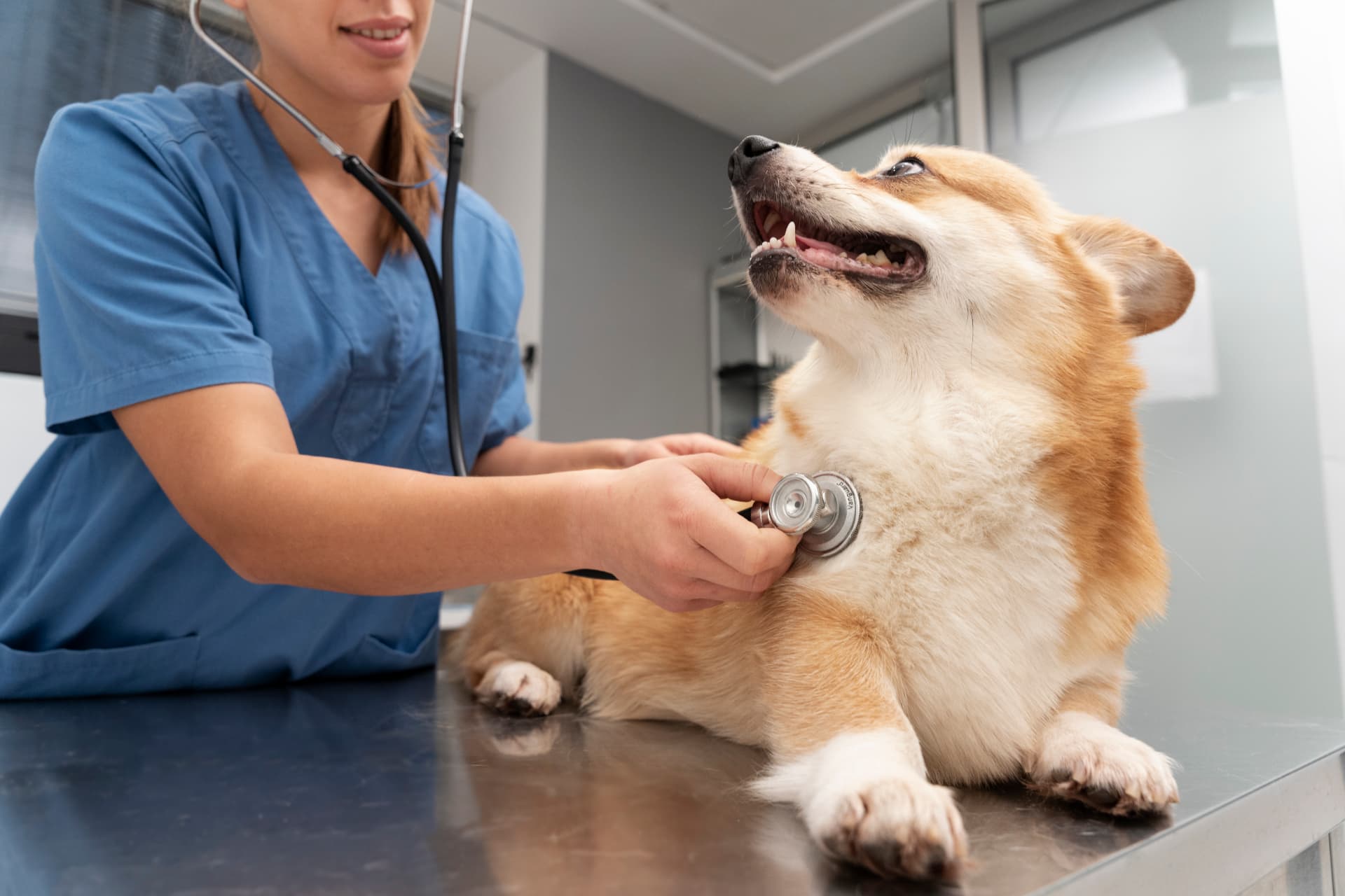 Veterinária examinando um cachorro com estetoscópio na RW Pet Shop
